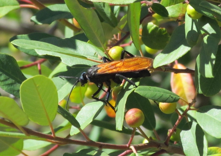 Tarantula Hawk